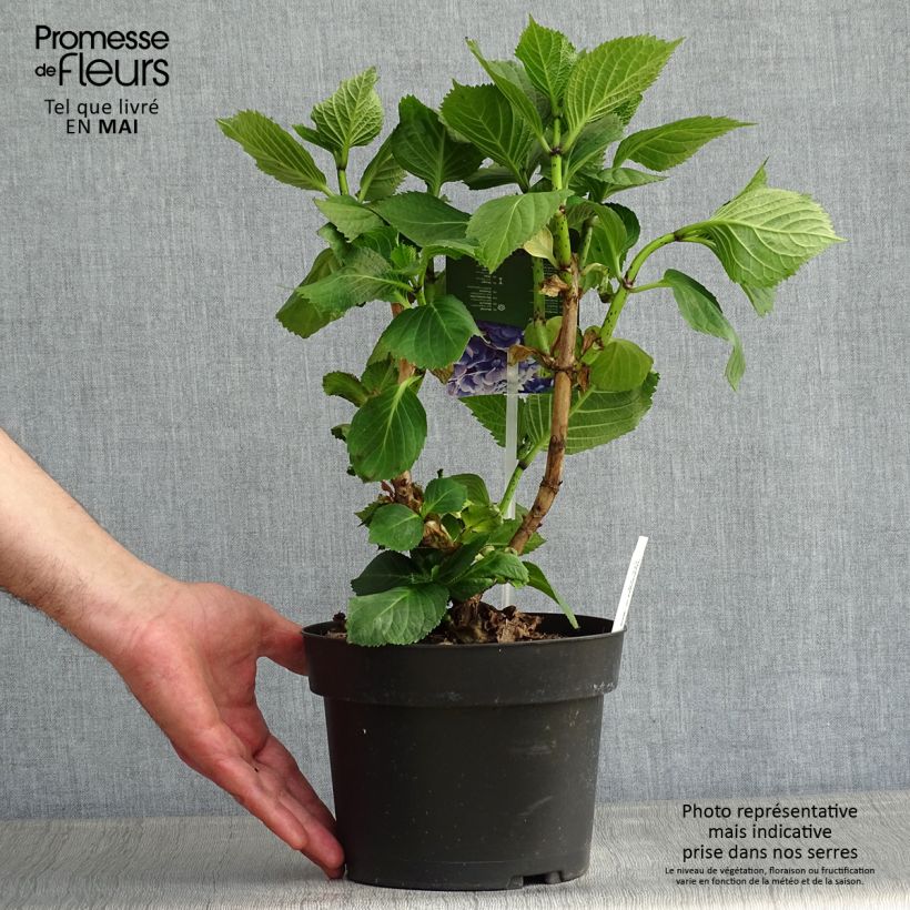 Amostra de Hortênsia macrophylla Bela Vaso de 2 L/3 L tal como entregue na primavera