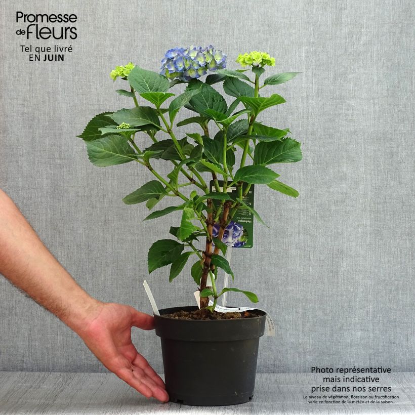 Amostra de Hortênsia macrophylla Bela Vaso de 2 L/3 L tal como entregue no verão