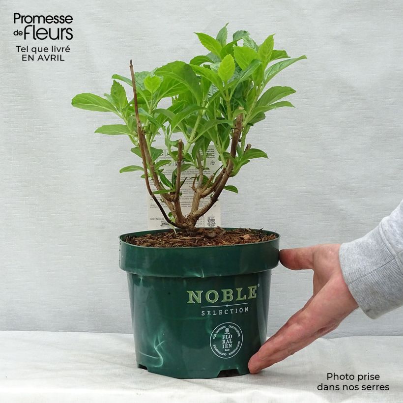Amostra de Hortênsia macrophylla Belle Séduction Vaso de 3 L/4 L tal como entregue na primavera