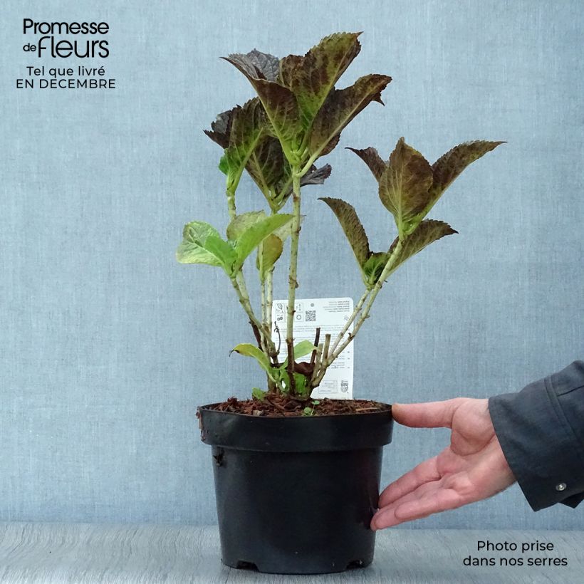 Amostra de Hortensia macrophylla Belle Séduction Vaso de 3 L/4 L tal como entregue no inverno