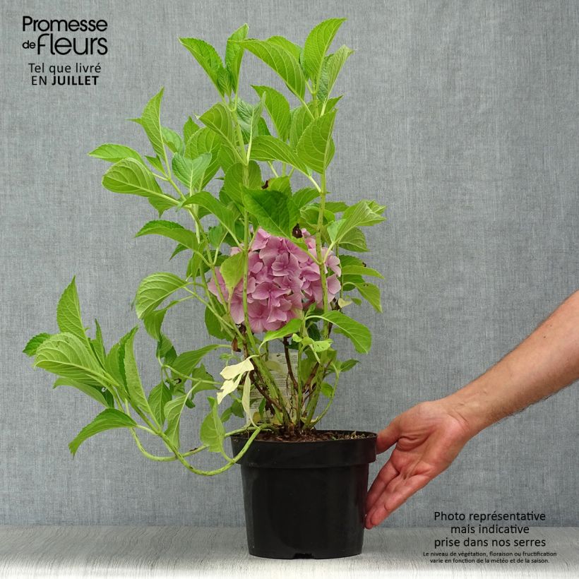 Amostra de Hortênsia macrophylla Belle Séduction Vaso de 3 L/4 L tal como entregue no verão