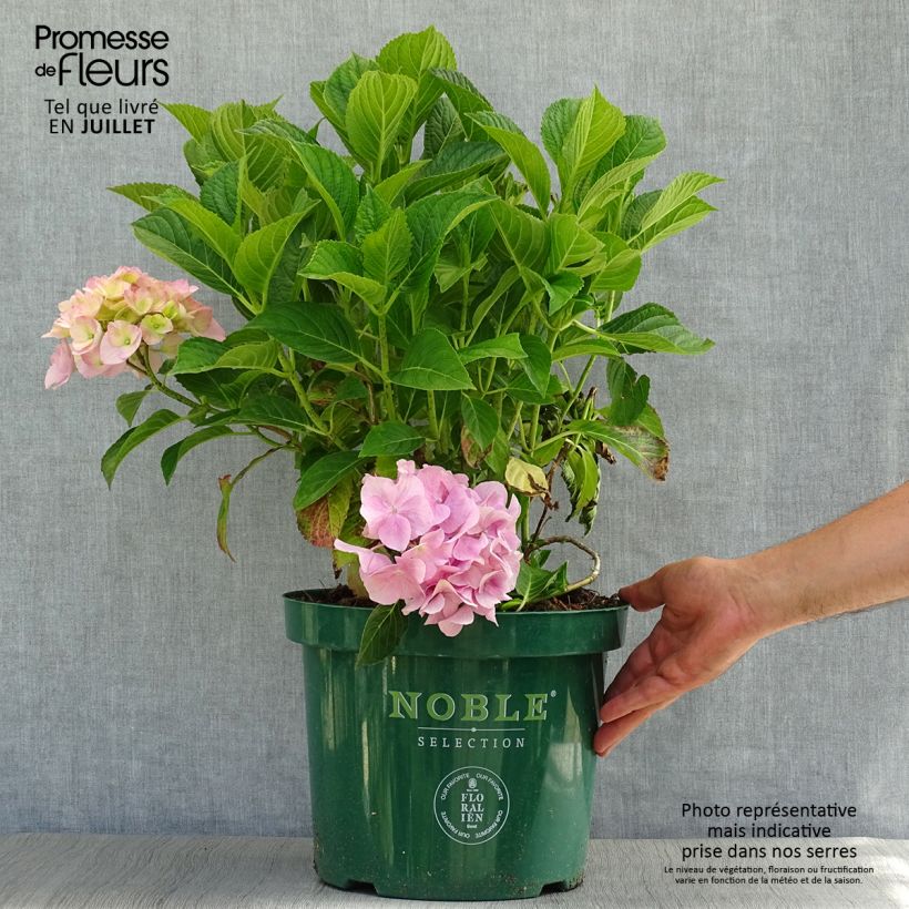 Amostra de Hortênsia macrophylla Belle Séduction Vaso de 7,5 L/10 L tal como entregue no verão