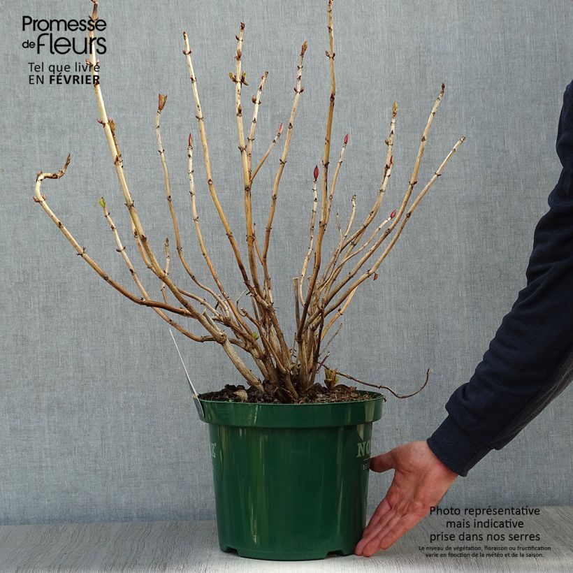 Amostra de Hortensia macrophylla Belle Séduction Vaso de 7,5 L/10 L tal como entregue no inverno