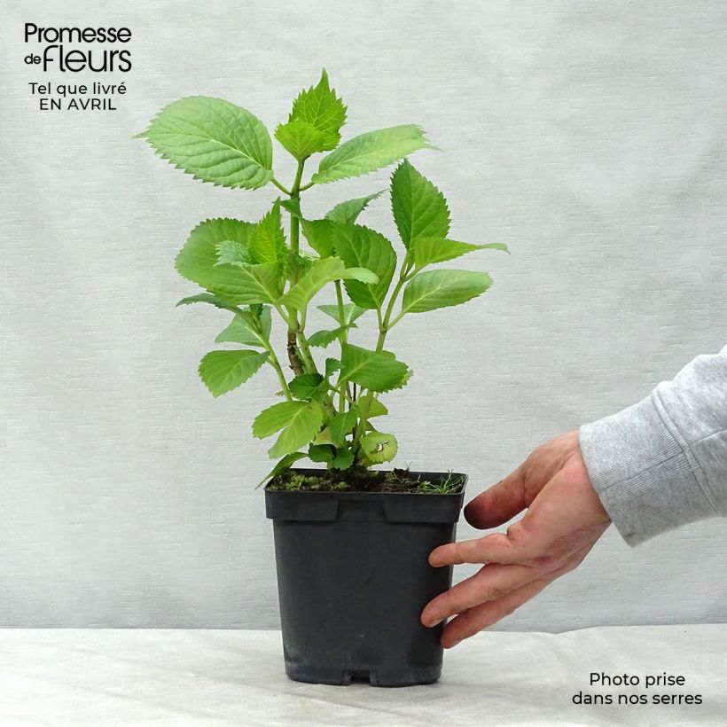 Amostra de Hortênsia macrophylla Benelux Azul Vaso de 2 L/3 L, Arbusto tal como entregue na primavera