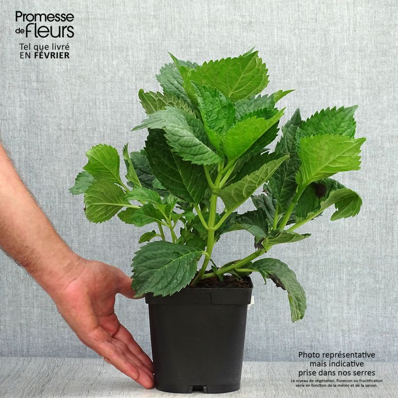 Amostra de Hortênsia macrophylla Benelux Azul Vaso de 2 L/3 L, Arbusto tal como entregue no outono