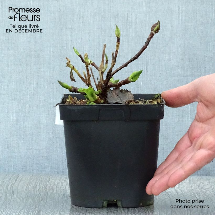 Amostra de Hortensia - Hydrangea macrophylla Benelux (bleu) Vaso de 2 L/3 L tal como entregue no inverno