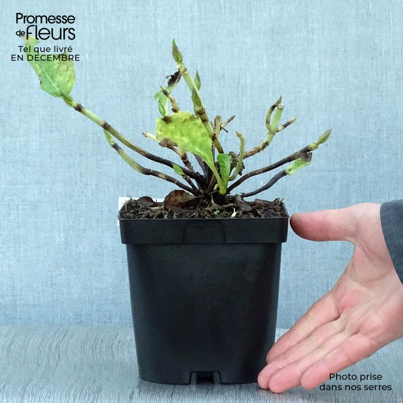 Amostra de Hortensia - Hydrangea macrophylla Benelux (rose) Vaso de 2 L/3 L tal como entregue no inverno