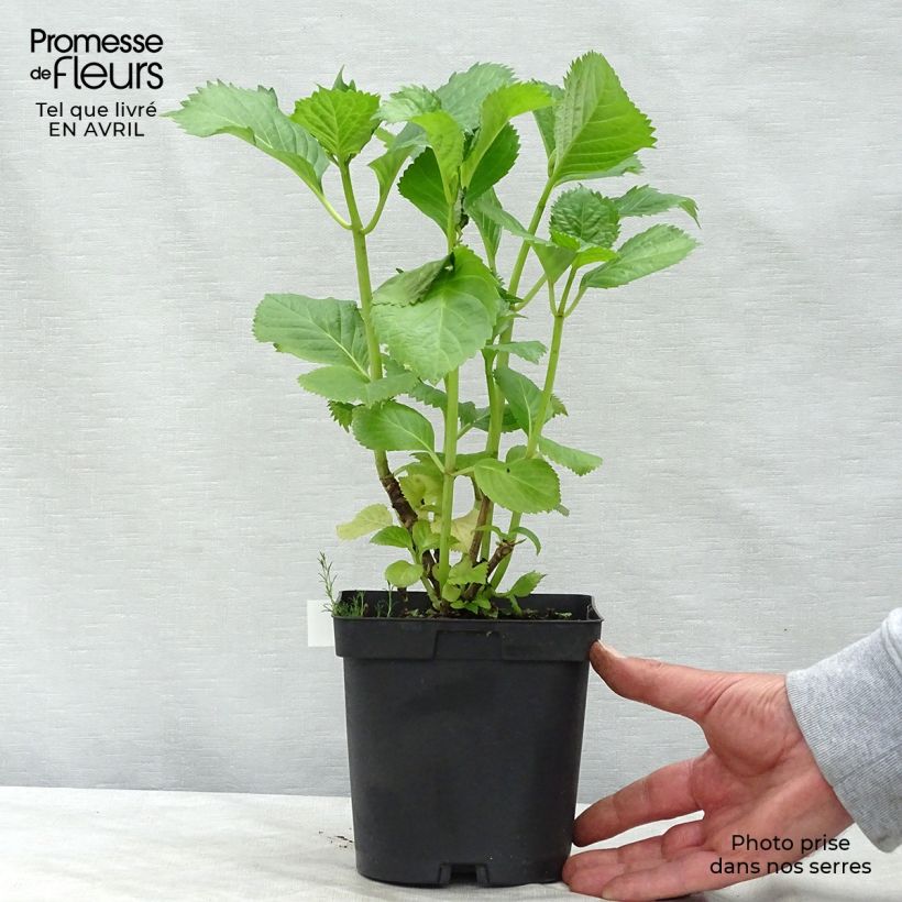Amostra de Hortênsia macrophylla Benelux Rosa Vaso de 2 L/3 L, Arbusto tal como entregue na primavera