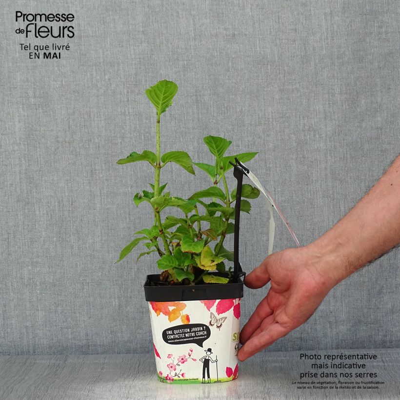 Amostra de Hortênsia macrophylla Big Data Pink Vaso de 2 L/3 L, Arbusto tal como entregue na primavera