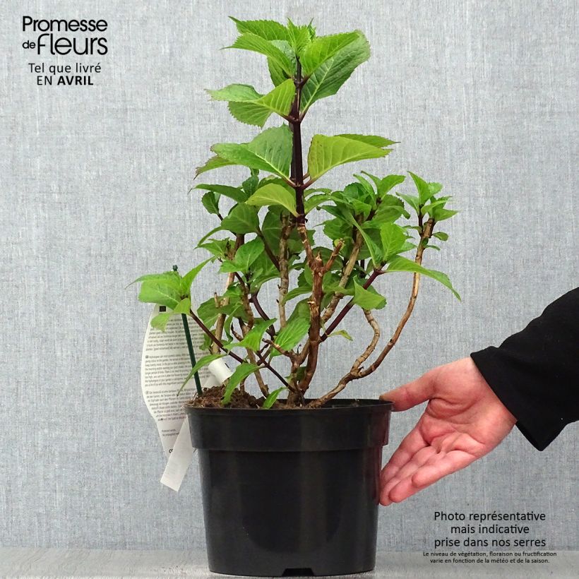 Amostra de Hortênsia macrophylla Black Steel Purple Vaso de 4 L/5 L tal como entregue na primavera