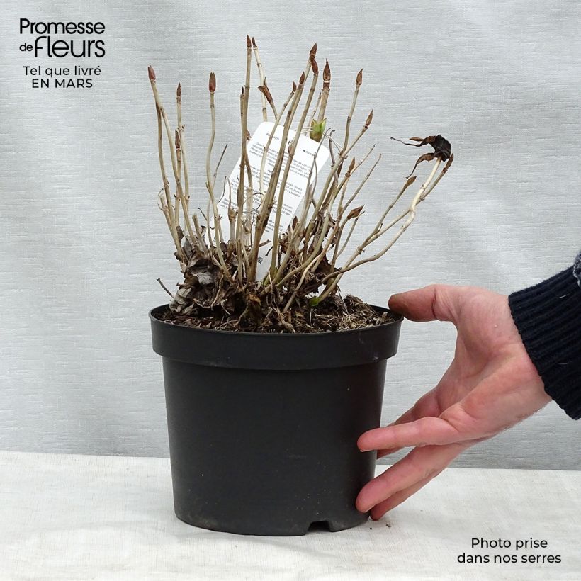 Amostra de Hortênsia macrophylla Blauer Prinz Vaso de 2 L/3 L tal como entregue na primavera