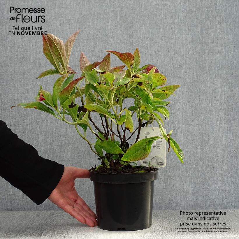 Amostra de Hortênsia macrophylla Blauer Prinz Vaso de 2 L/3 L tal como entregue no outono