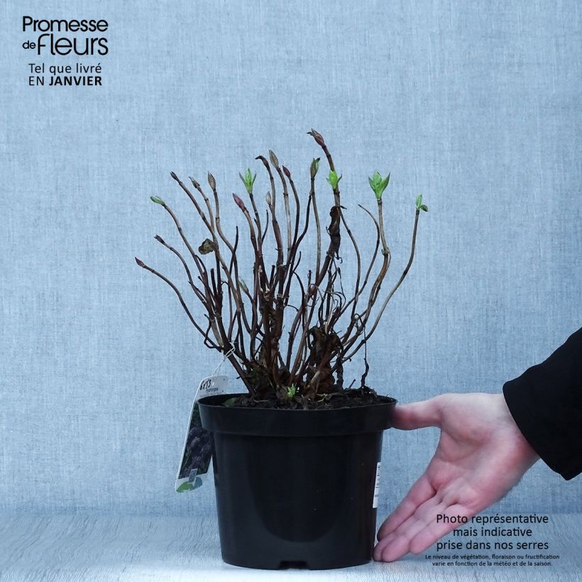Amostra de Hortênsia macrophylla Blauer Zwerg Vaso de 2 L/3 L tal como entregue no inverno