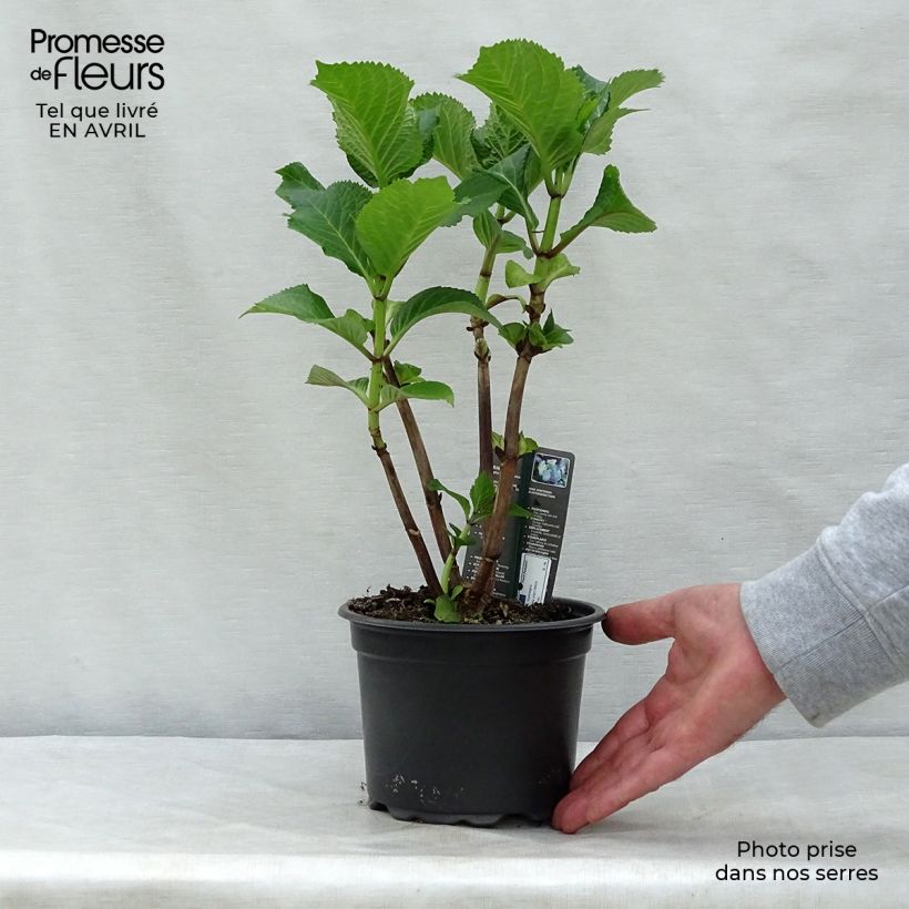 Amostra de Hortênsia macrophylla Blaumeise Vaso de 2 L/3 L tal como entregue na primavera