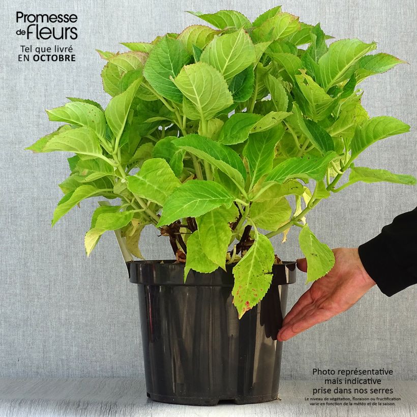 Amostra de Hortênsia macrophylla Blaumeise - Hydrangea macrophylla Vaso de 7,5 L/10 L tal como entregue no outono
