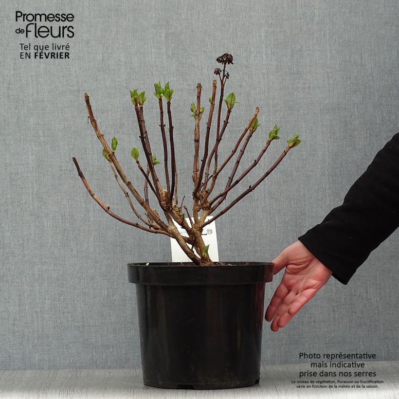 Amostra de Hortensia - Hydrangea macrophylla Blaumeise Vaso de 7,5 L/10 L tal como entregue no inverno