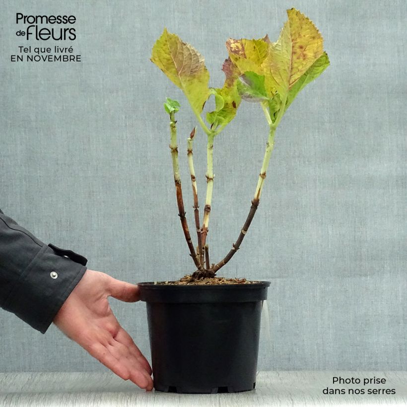 Amostra de Hortênsia macrophylla Blaumeise - Hydrangea macrophylla Vaso de 2 L/3 L tal como entregue no outono