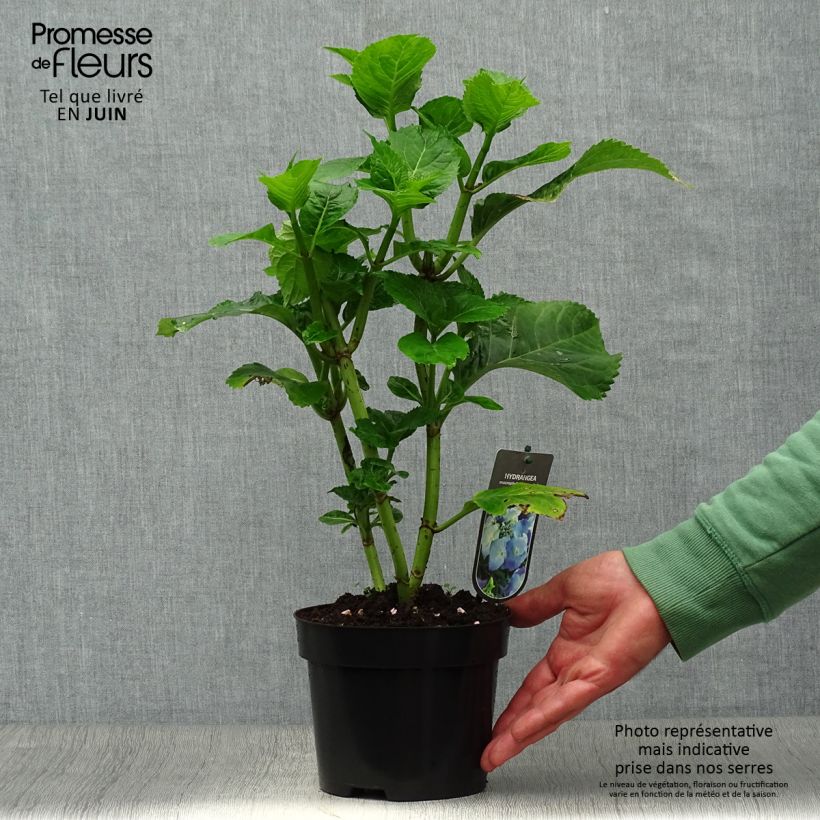 Amostra de Hortênsia macrophylla Blaumeise - Hydrangea macrophylla Vaso de 2 L/3 L tal como entregue no verão