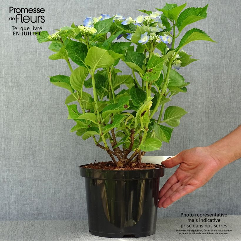 Amostra de Hortênsia macrophylla Blue Sky Vaso de 4 L/5 L tal como entregue no verão