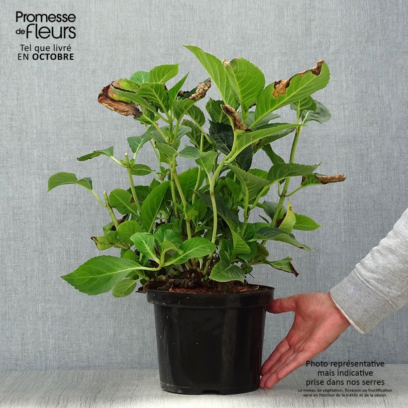 Amostra de Hortênsia macrophylla Blue Sky Vaso de 4 L/5 L tal como entregue no outono