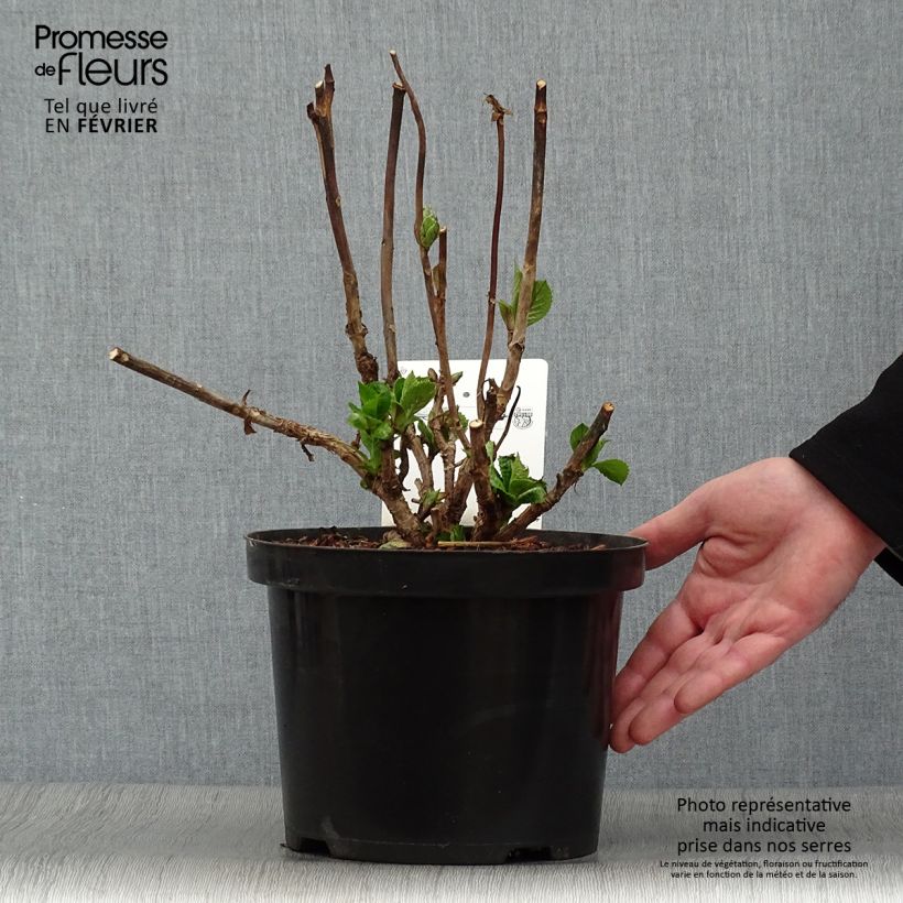 Amostra de Hortensia - Hydrangea macrophylla Blue Sky Vaso de 4 L/5 L tal como entregue no inverno