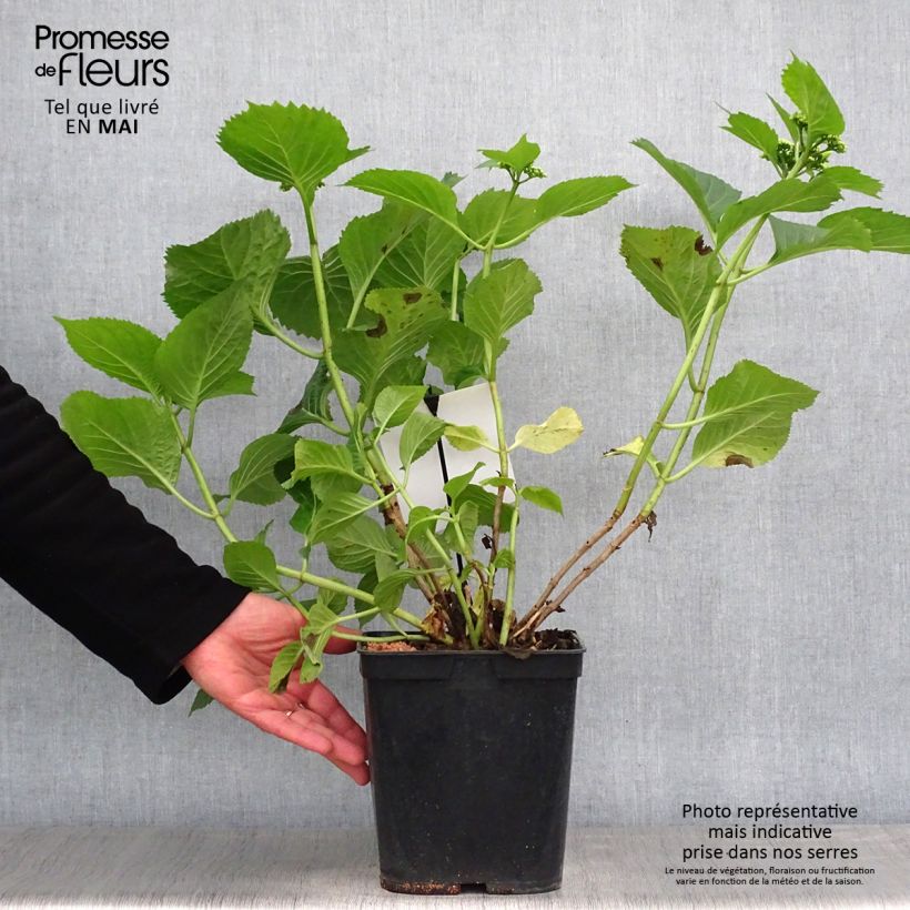 Amostra de Hortênsia macrophylla Blue Sky Vaso de 4 L/5 L tal como entregue na primavera