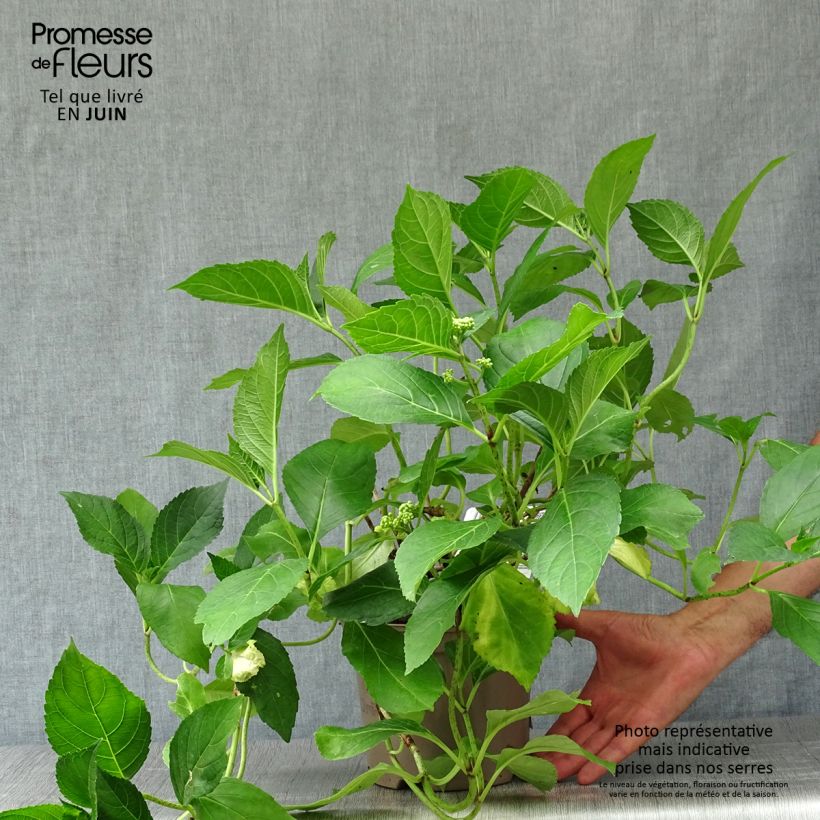 Amostra de Hortênsia macrophylla Blue Wave - Hydrangea macrophylla Vaso de 2 L/3 L tal como entregue no verão