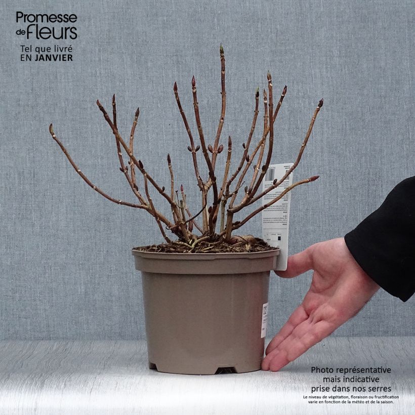 Amostra de Hortensia - Hydrangea macrophylla Blue wave Vaso de 2 L/3 L tal como entregue no inverno