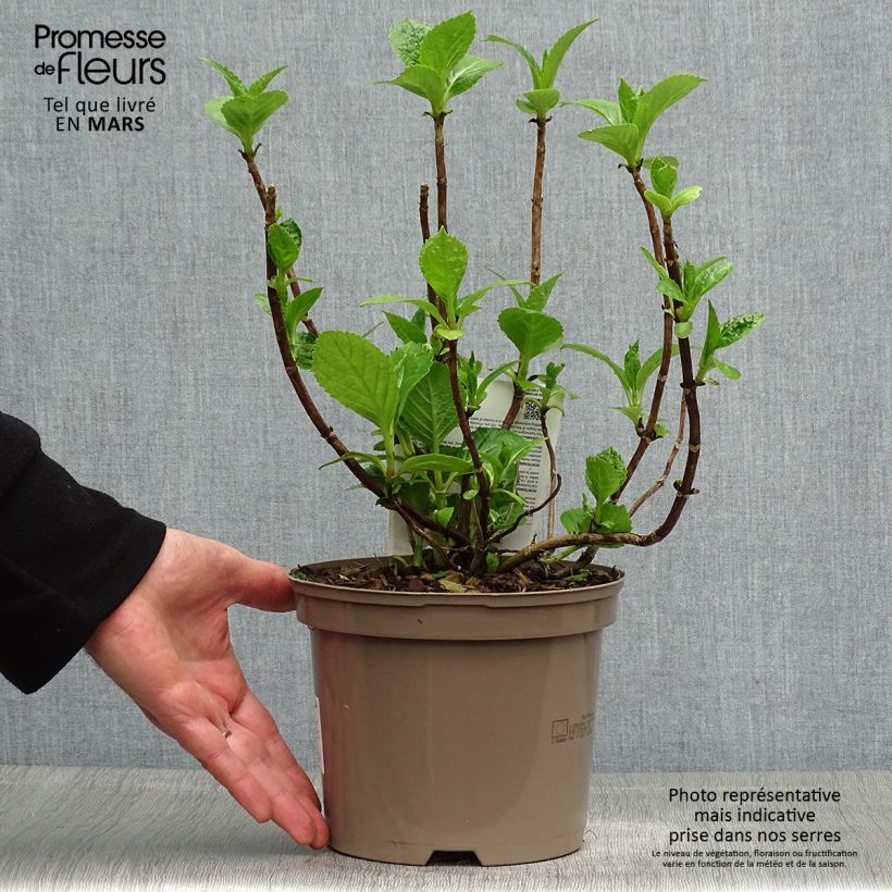 Amostra de Hortênsia macrophylla Blue Wave Vaso de 2 L/3 L tal como entregue na primavera