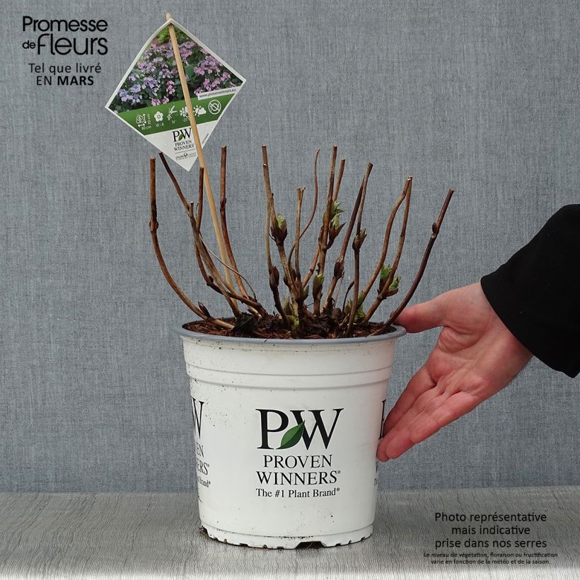 Amostra de Hortensia - Hydrangea macrophylla Blueberry Cheesecake Vaso de 4 L/5 L tal como entregue no inverno