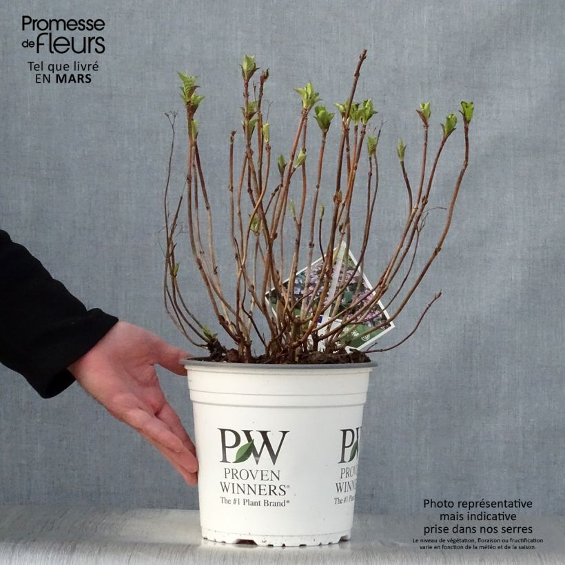 Amostra de Hortênsia macrophylla Blueberry Cheesecake Vaso de 4 L/5 L tal como entregue na primavera