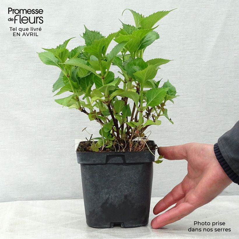 Amostra de Hortênsia macrophylla Bodensee Vaso de 2 L/3 L tal como entregue na primavera