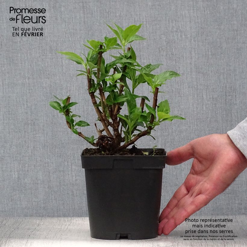 Amostra de Hortênsia macrophylla Bodensee Vaso de 2 L/3 L tal como entregue no outono