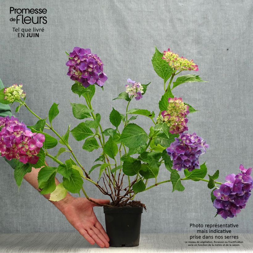 Amostra de Hortênsia macrophylla Bodensee Vaso de 2 L/3 L tal como entregue no verão