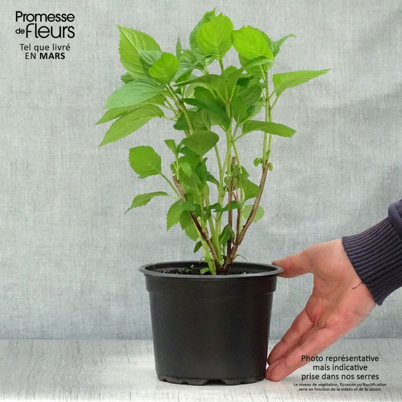 Amostra de Hortênsia macrophylla Bouquet Rose Vaso de 2 L/3 L tal como entregue na primavera