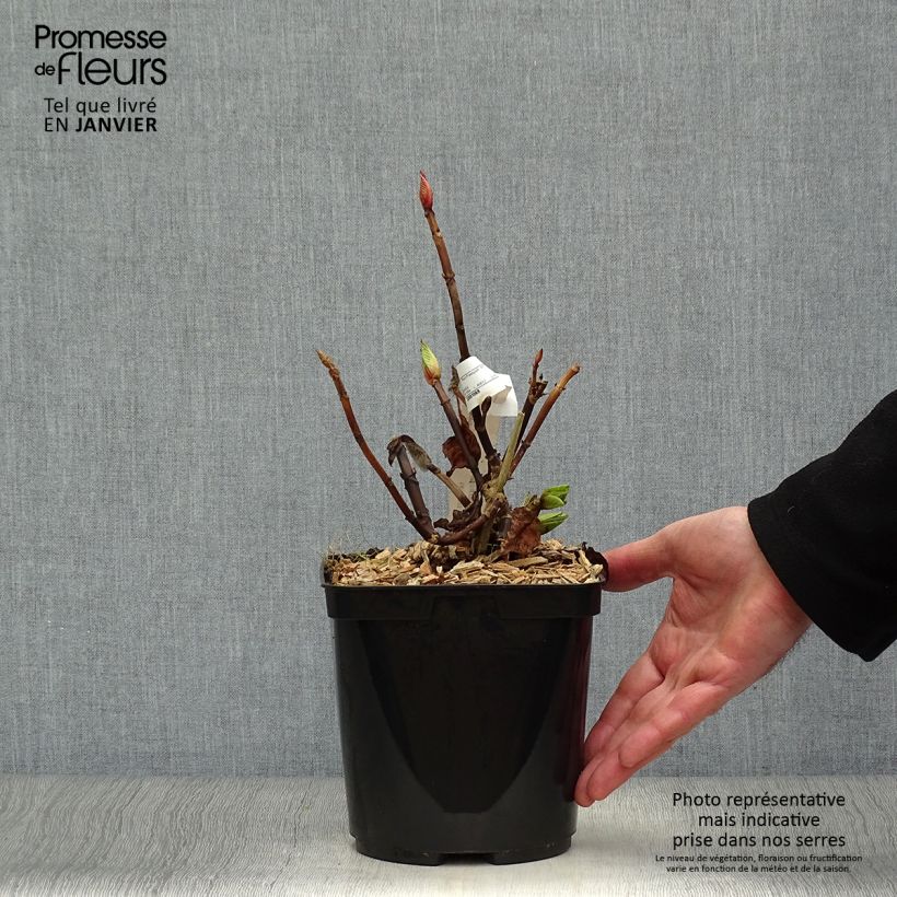 Amostra de Hortensia - Hydrangea macrophylla Buchfink Vaso de 2 L/3 L tal como entregue no inverno