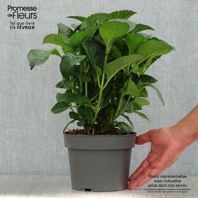 Amostra de Hortênsia macrophylla Caipirinha Vaso de 2 L/3 L tal como entregue no outono