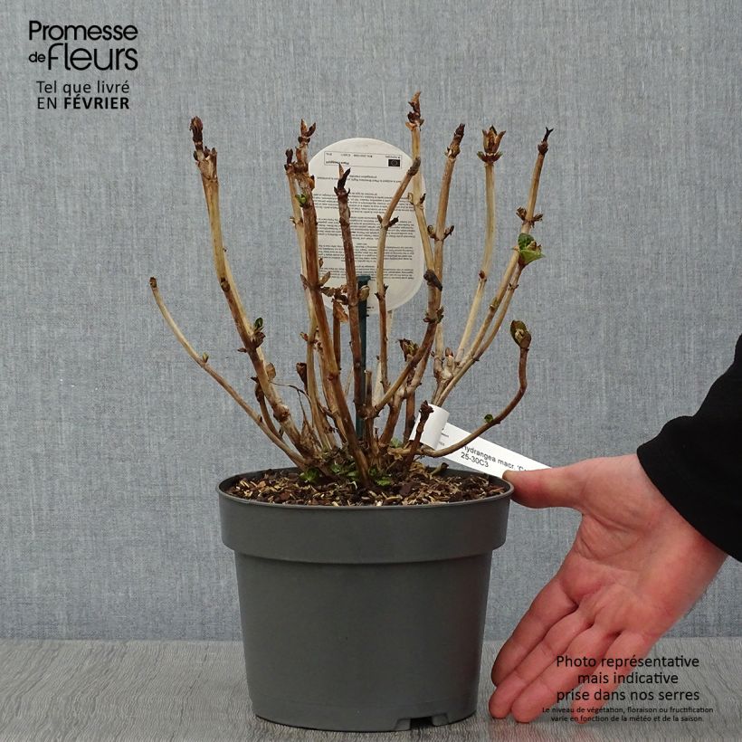 Amostra de Hortênsia macrophylla Caipirinha Vaso de 2 L/3 L tal como entregue no inverno