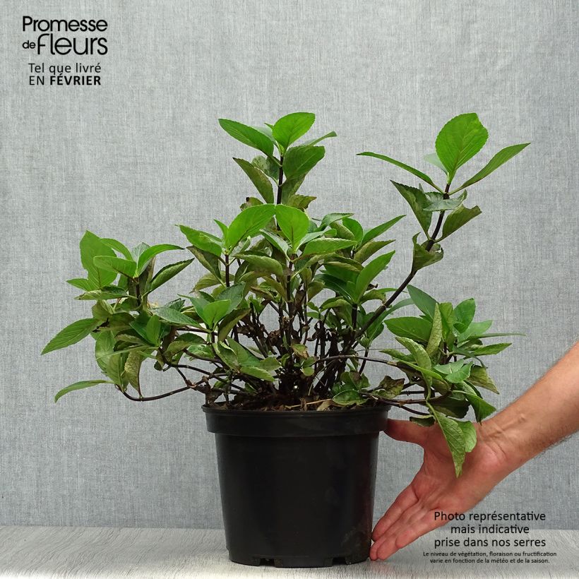 Amostra de Hortênsia macrophylla Choco Chic Vaso de 4 L/5 L tal como entregue no outono