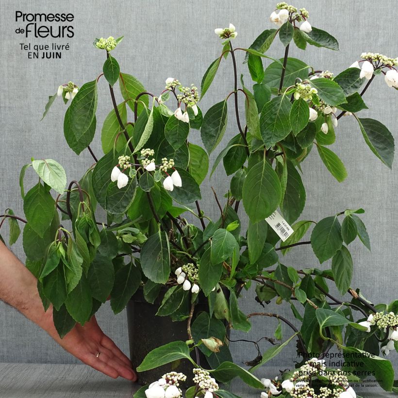 Amostra de Hortênsia macrophylla Choco Chic Vaso de 4 L/5 L tal como entregue no verão