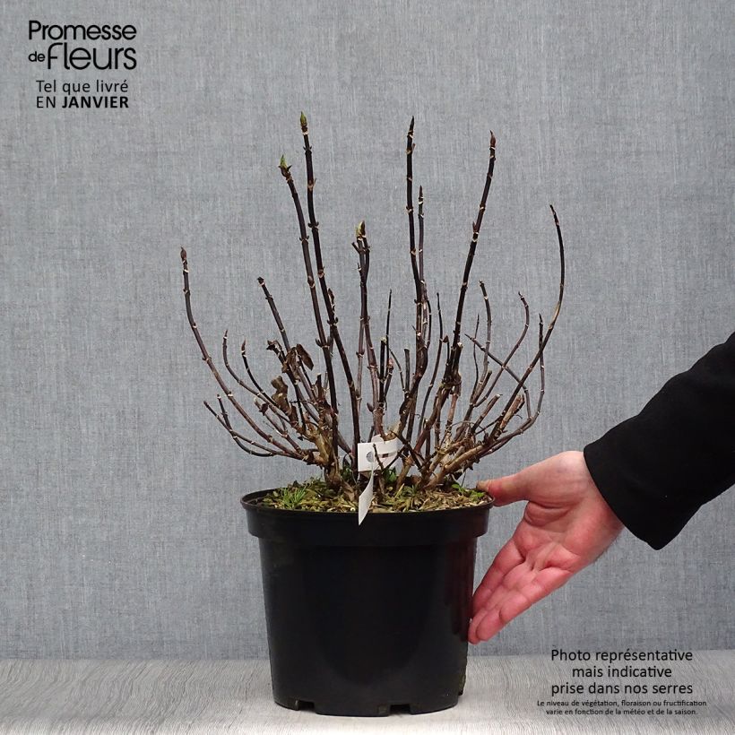 Amostra de Hortensia - Hydrangea macrophylla Choco Chic Vaso de 4 L/5 L tal como entregue no inverno