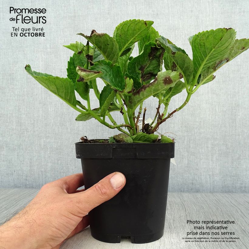 Amostra de Hortênsia macrophylla Constellation Vaso de 2 L/3 L tal como entregue no outono