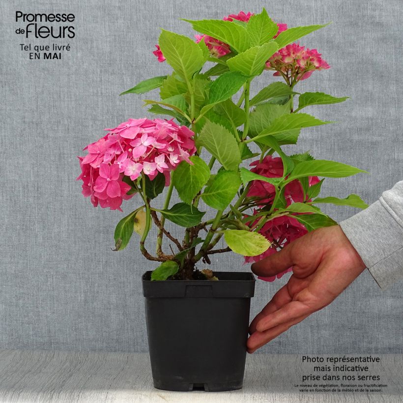 Amostra de Hortênsia macrophylla Constellation Vaso de 2 L/3 L tal como entregue na primavera