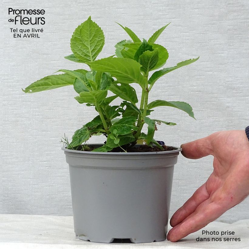 Amostra de Hortensia - Hydrangea macrophylla Curly Sparkle Blue Vaso de 2 L/3 L tal como entregue na primavera