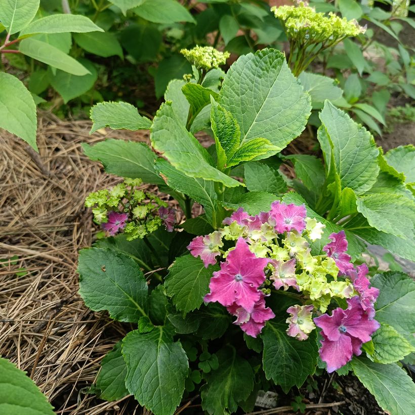 Hortênsia macrophylla Curly Sparkle Red (Hábito)