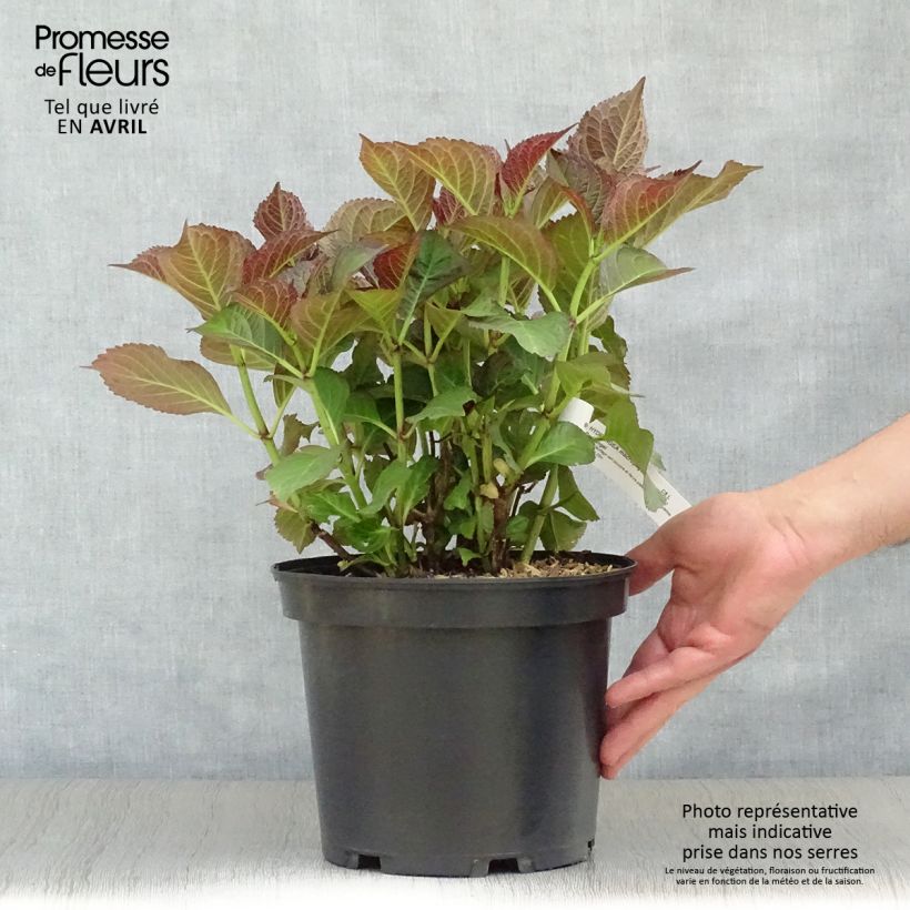 Amostra de Hortênsia macrophylla Black Diamonds Dark Angel Vaso de 4 L/5 L tal como entregue na primavera