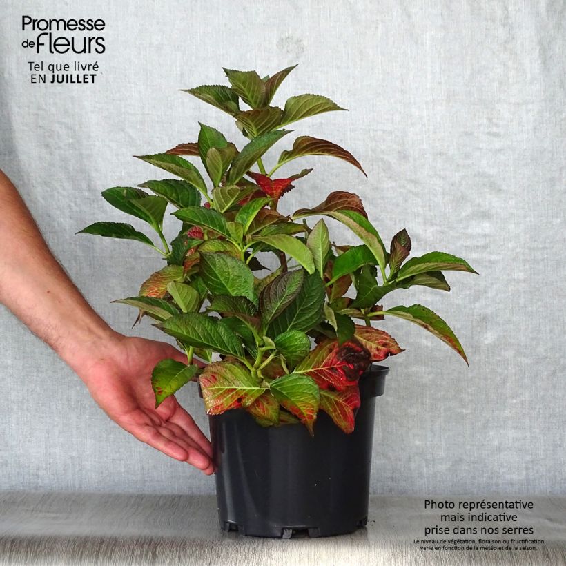 Amostra de Hortênsia macrophylla Black Diamonds Dark Angel Vaso de 4 L/5 L tal como entregue no verão