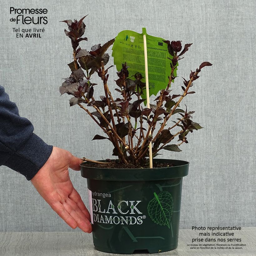 Amostra de Hortênsia macrophylla Dark Angel Purple Vaso de 2 L/3 L tal como entregue na primavera