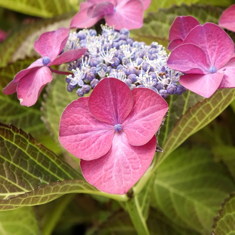Hortênsia macrophylla Dark Angel Purple (Floração)