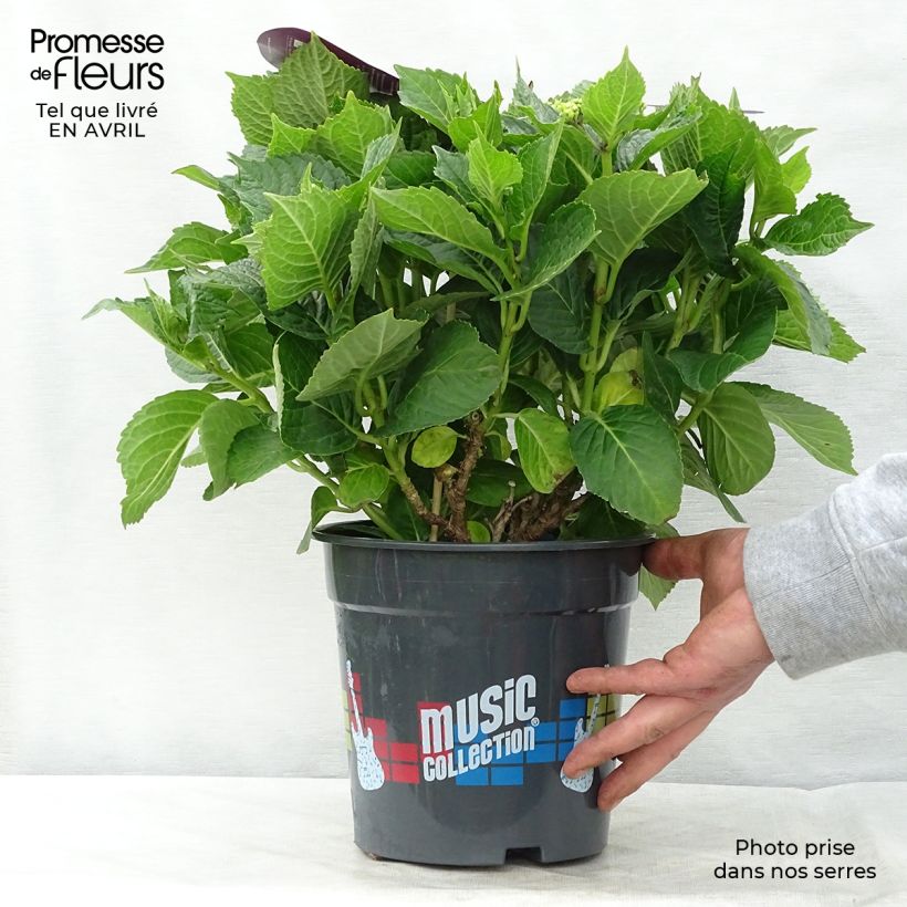 Amostra de Hortênsia macrophylla Deep Purple Dance Vaso de 4 L/5 L, Arbusto tal como entregue na primavera